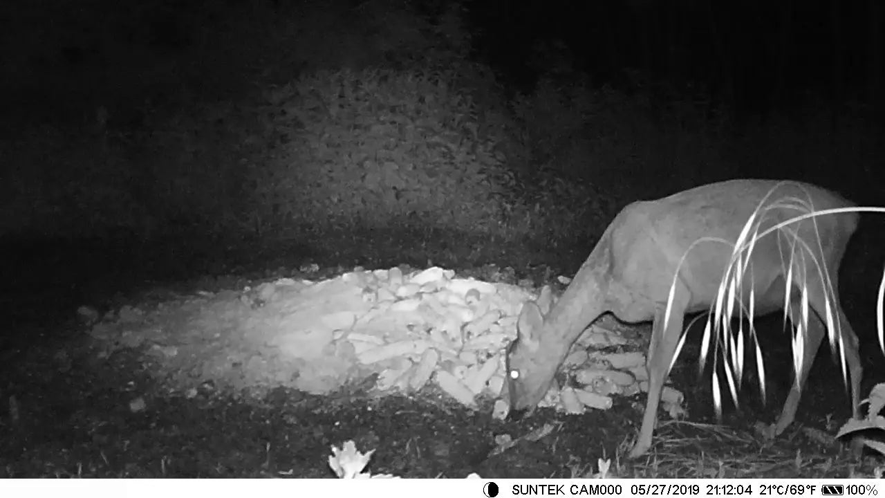 4K Live Stream Trail Camera - Real-Time Wildlife Monitoring with 4G